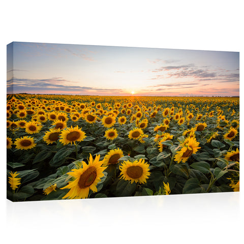 Canvas Print -  Blooming Sunflowers At Sunset #E0735