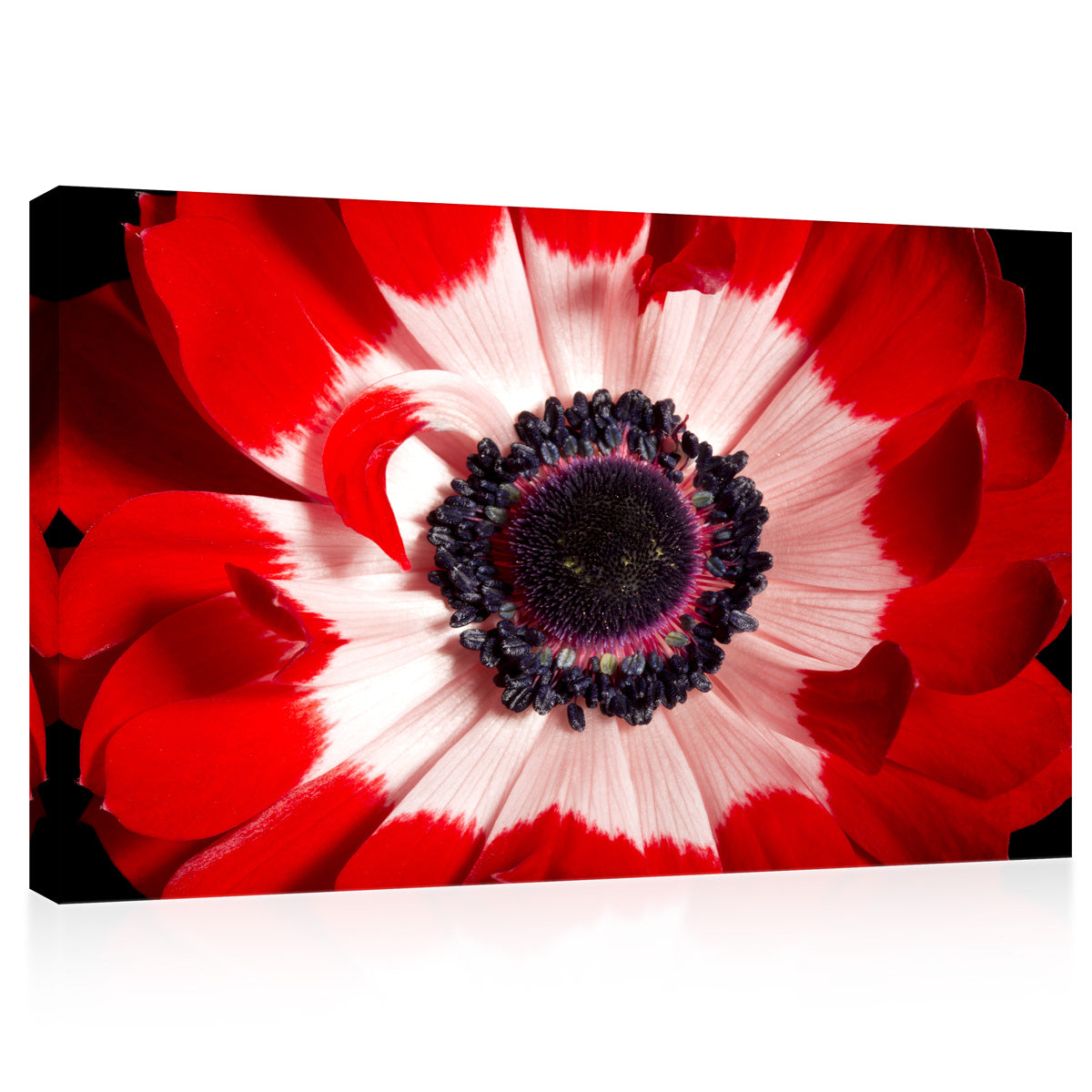 Canvas Print -  Red And White Anemone #E0694