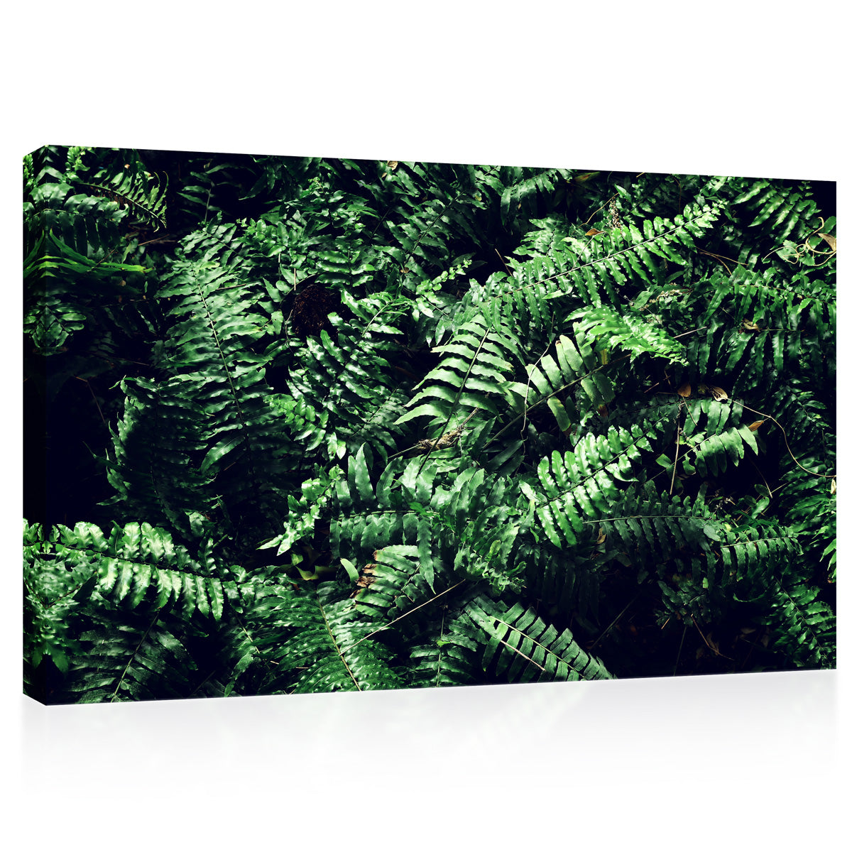 Canvas Print -  Fern Leafs #E0822