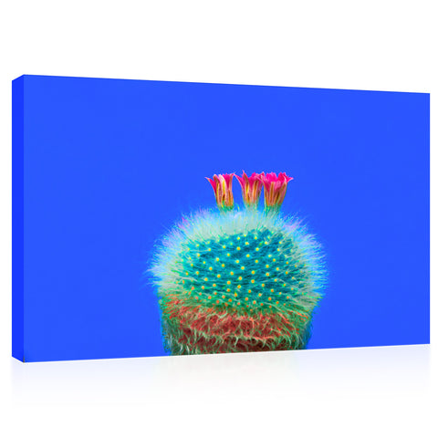 Canvas Print -  Blooming Cactus On Blue Background #E0809