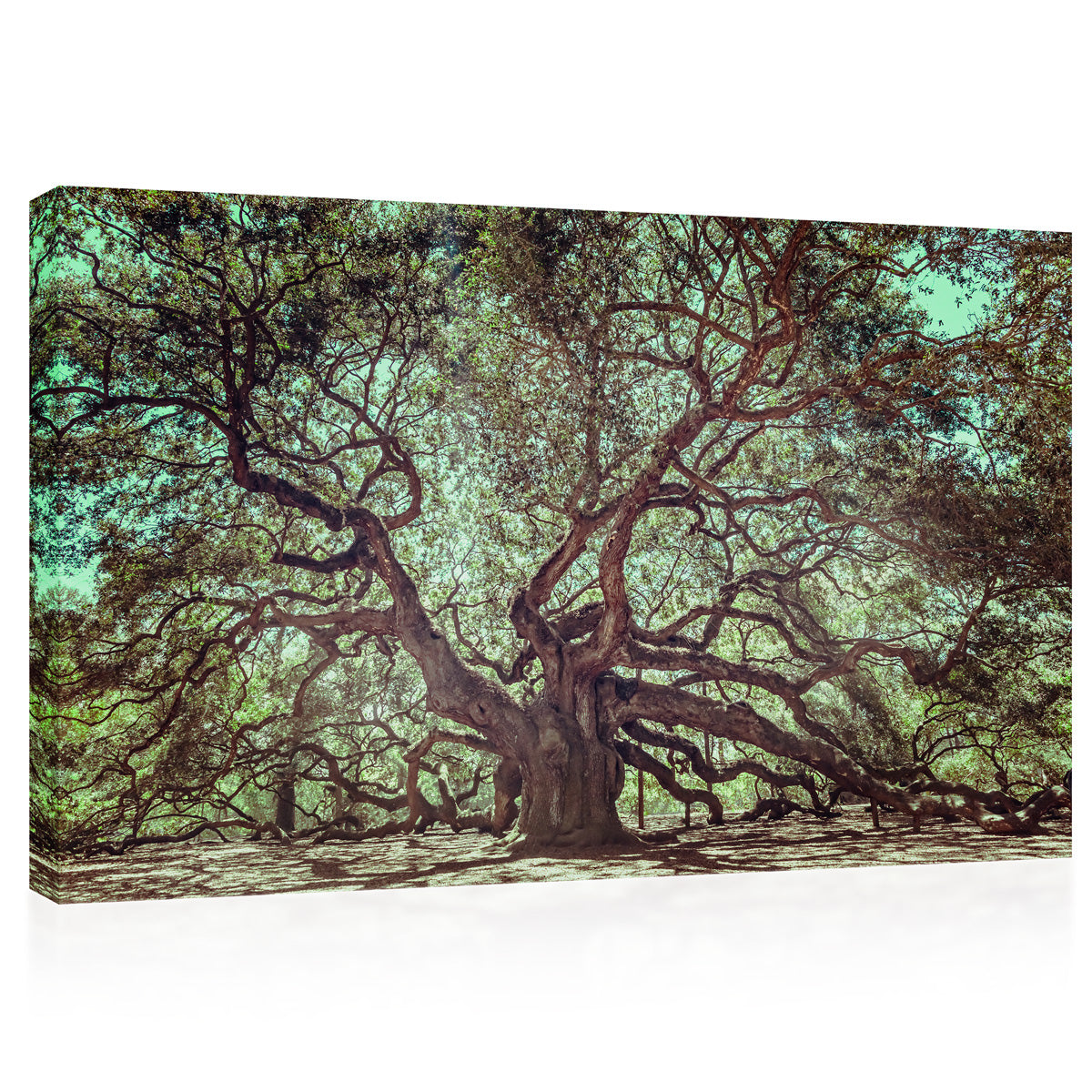 Impression sur toile - Old Angel Oak Tree On John's Island, Caroline du Sud #E0987