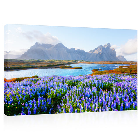 Canvas Print -  Blooming Lupines Field Near Stokksnes Mountains On Vestrahorn Cape, Iceland #E0587
