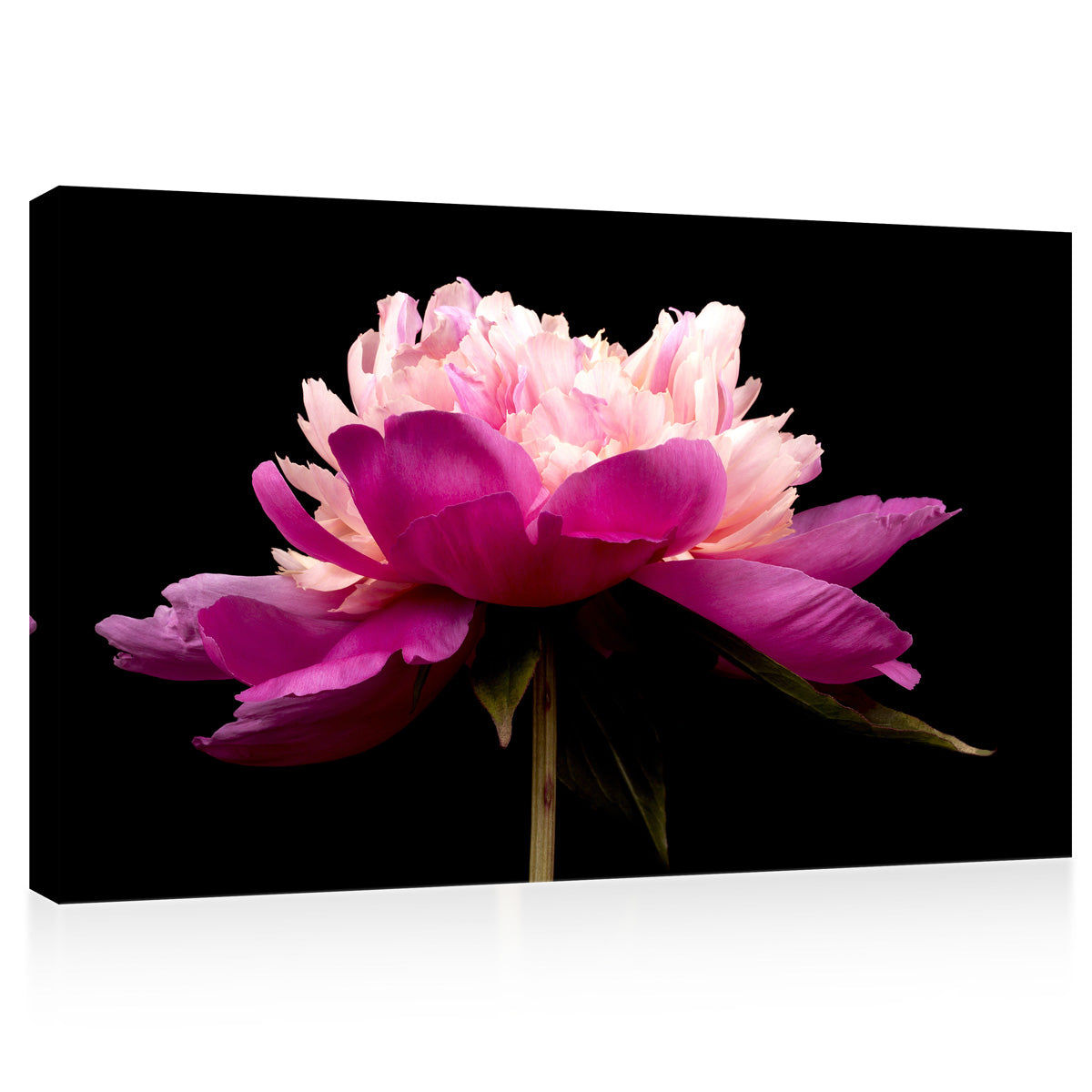 Impression sur toile - Pivoine rose #E0692