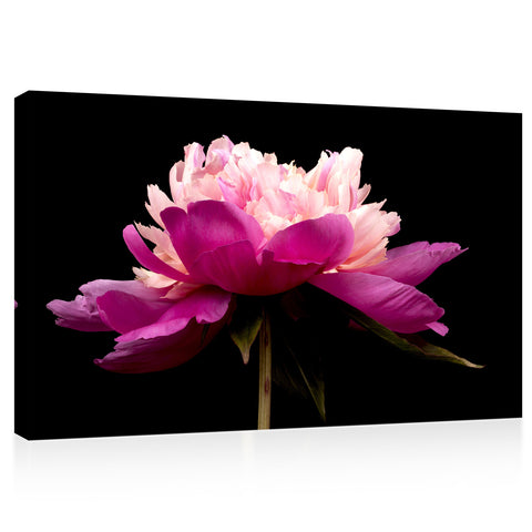 Canvas Print -  Pink Peony #E0692