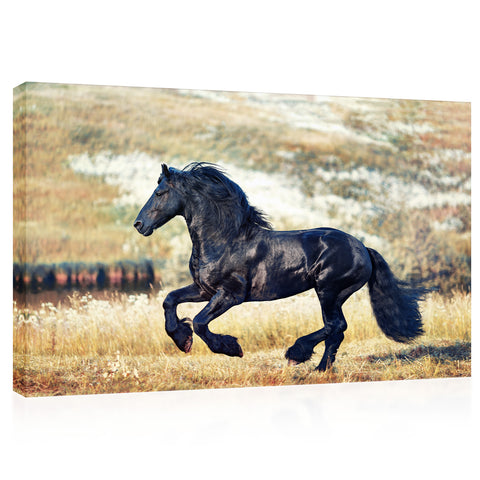 Canvas Print -  Black Noble Horse #E0921