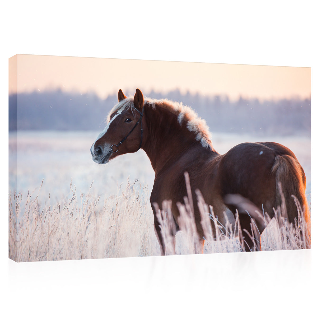 Canvas Print -  Draft Horse In Field At Sunset #E0950