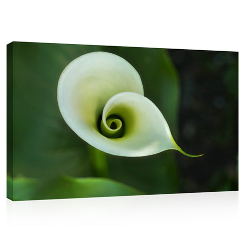 Canvas Print -  Beautiful White Calla #E0659