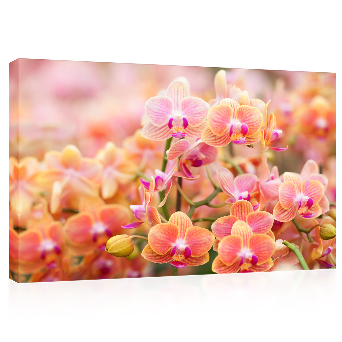 Canvas Print -  Sunlight At The Orchid #E0652