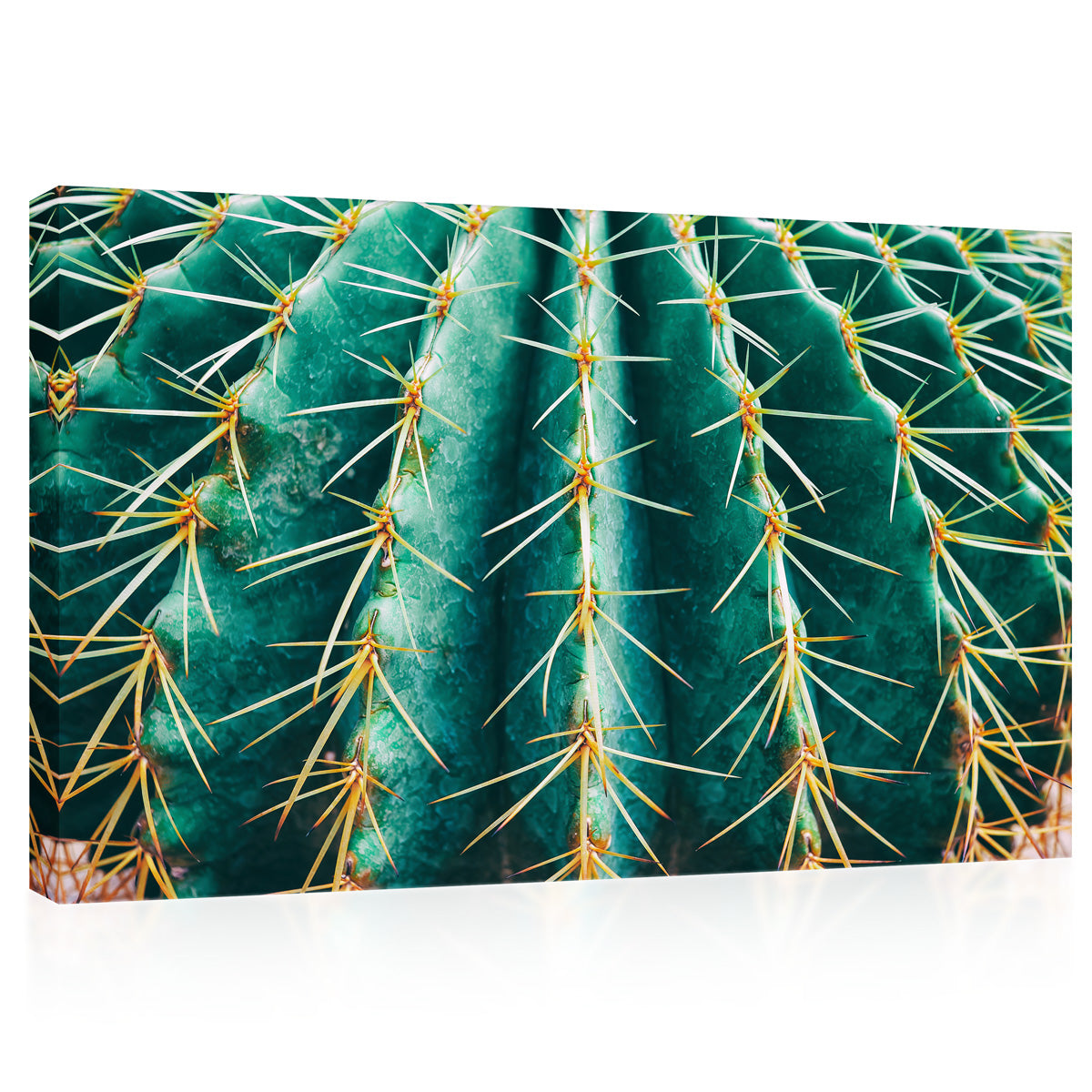 Impression sur toile - Cactus épineux #E0639