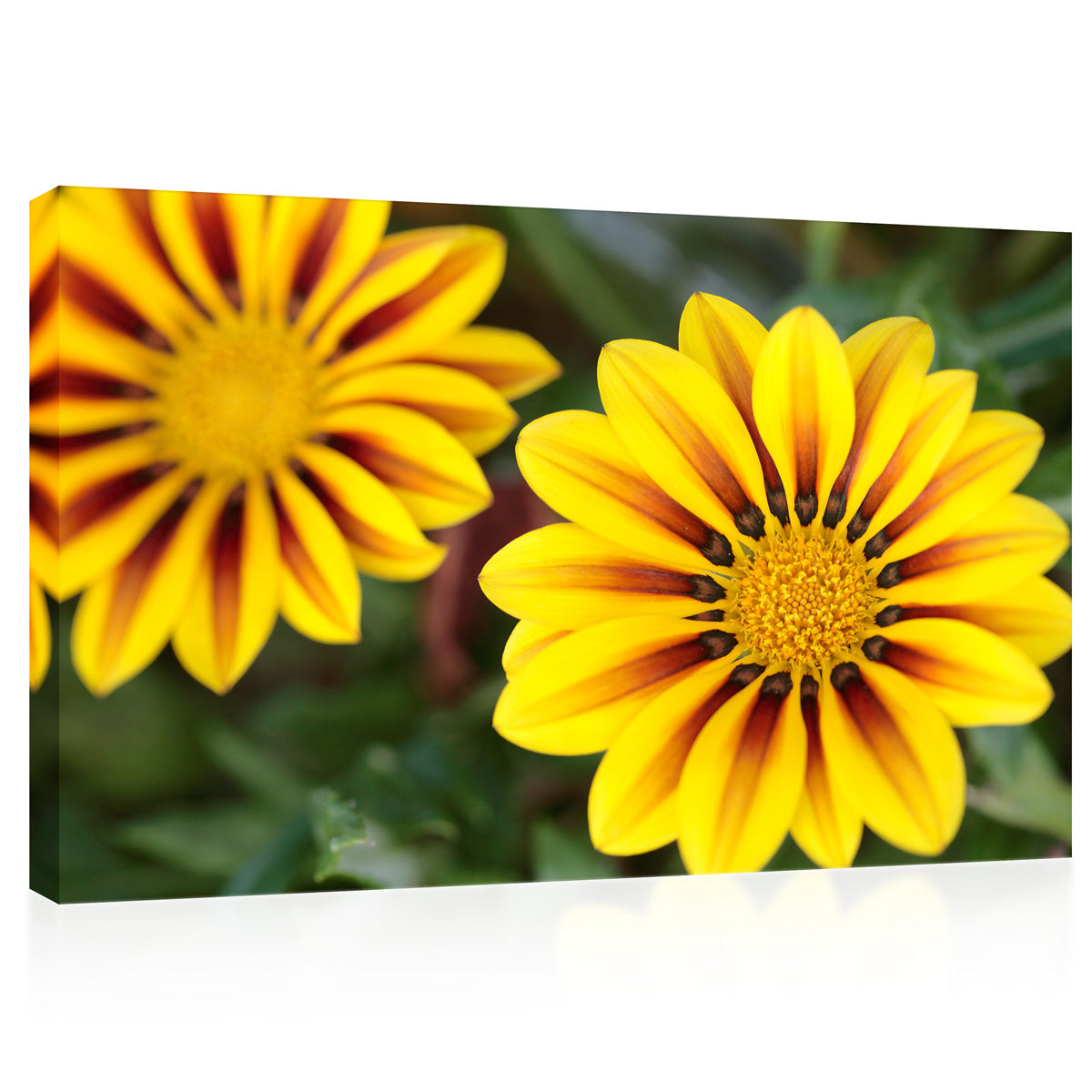 Impression sur toile - Fleur tropicale Gazania #E0696