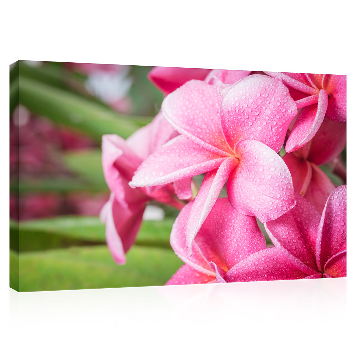 Impression sur toile - Plumeria rose en été #E0669