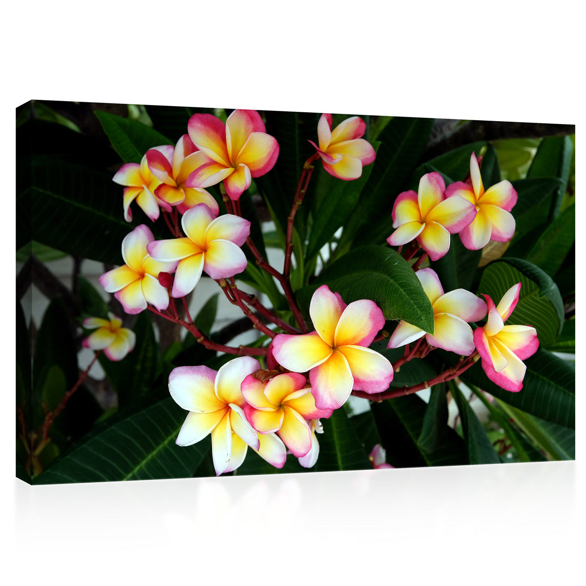 Impression sur toile - Fleurs de Plumeria dans le parc #E0708