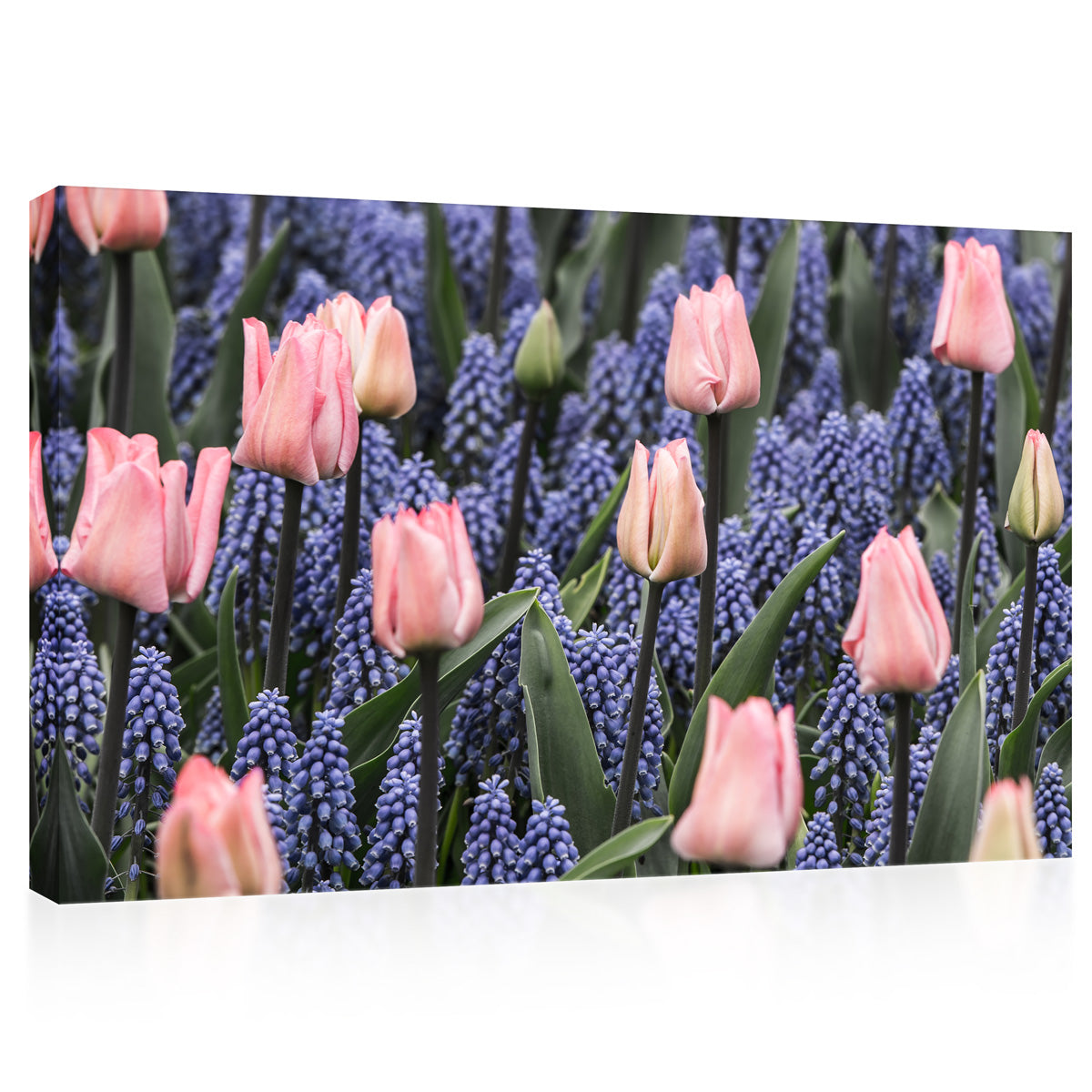 Impression sur toile - Tulipes roses et jacinthes muscari #E0754