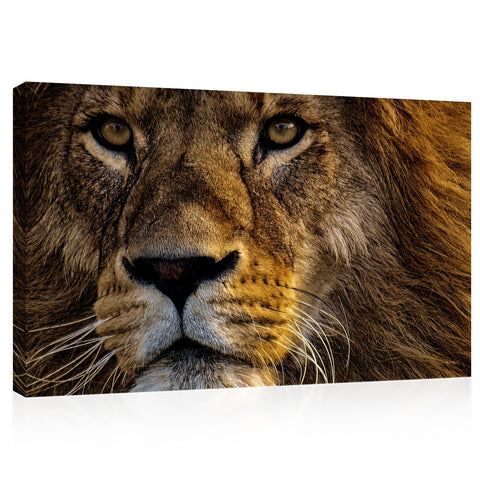 Canvas Print -  Portrait Of African Mighty Lion #E1029