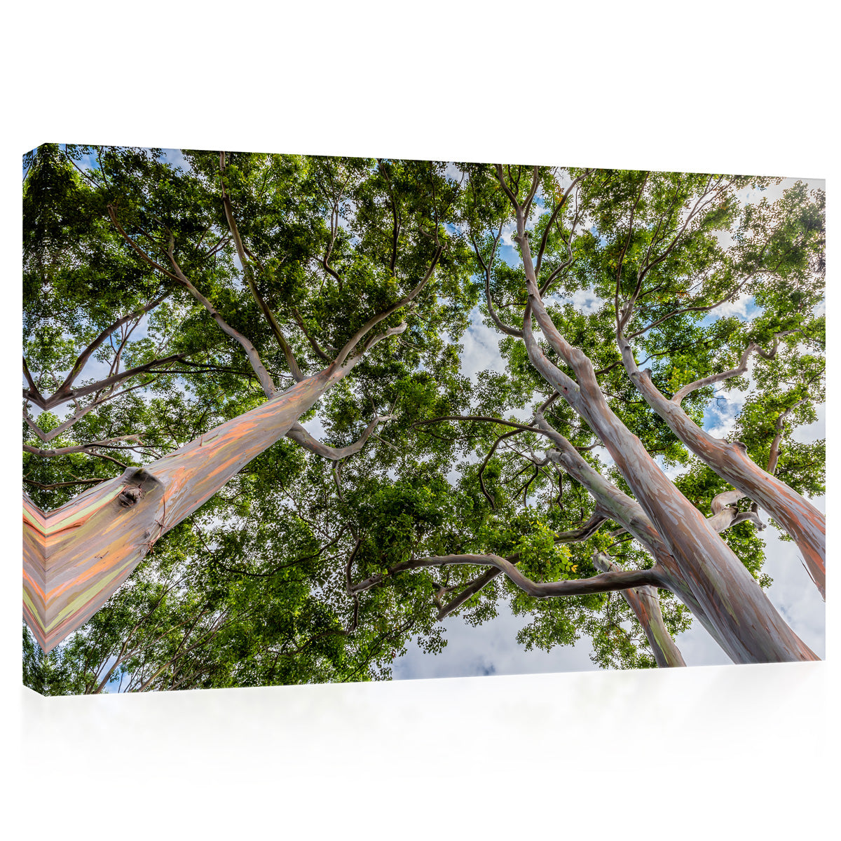 Canvas Print -  Tall Eucalyptus Trees On Oahu, Hawaii #E0974