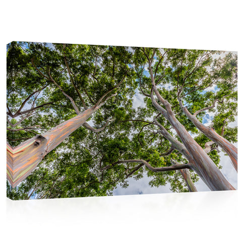 Impression sur toile - Tall Eucalyptus Trees On Oahu, Hawaii #E0974