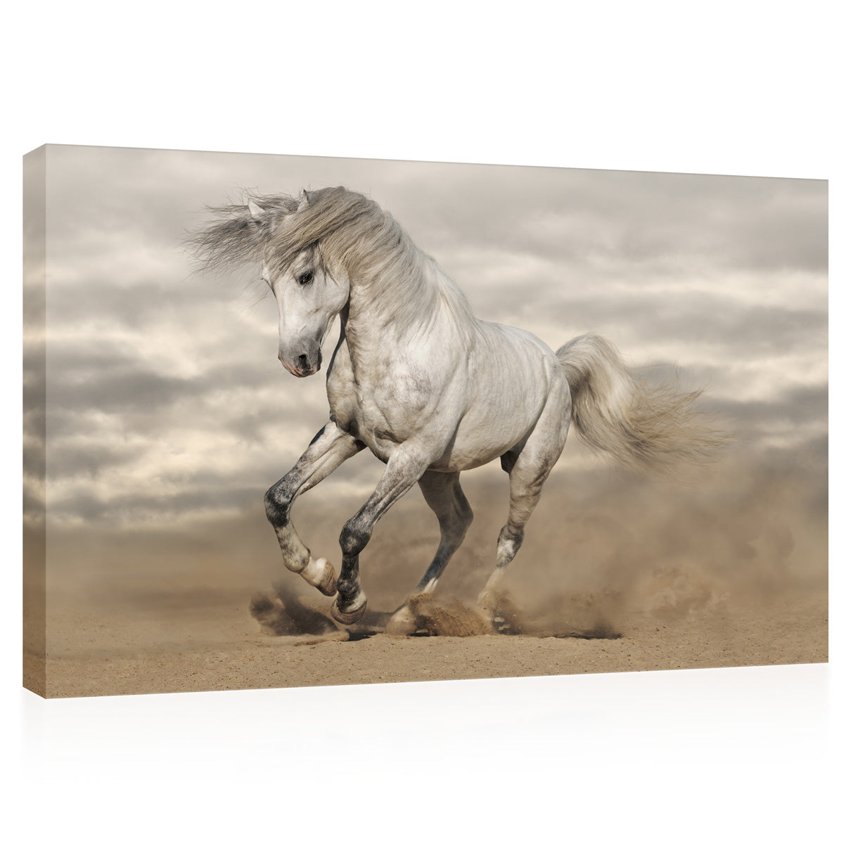 Canvas Print -  Andalusian Horse In Desert #E0890