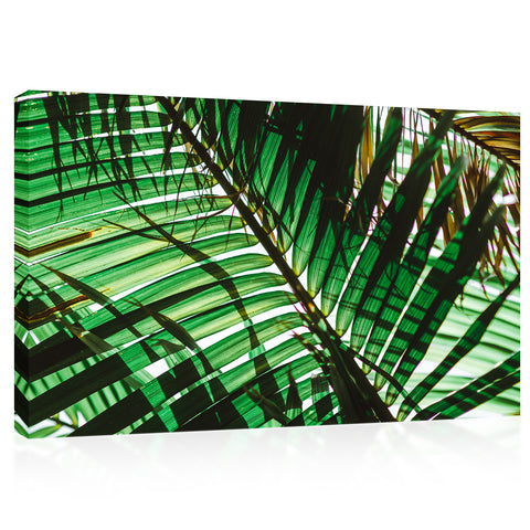 Canvas Print -  Green Palm Branch At Morning #E0725