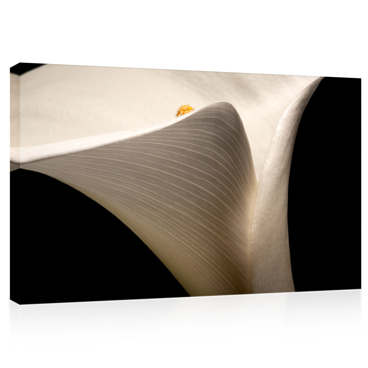 Canvas Print -  White Arum Lily #E0687