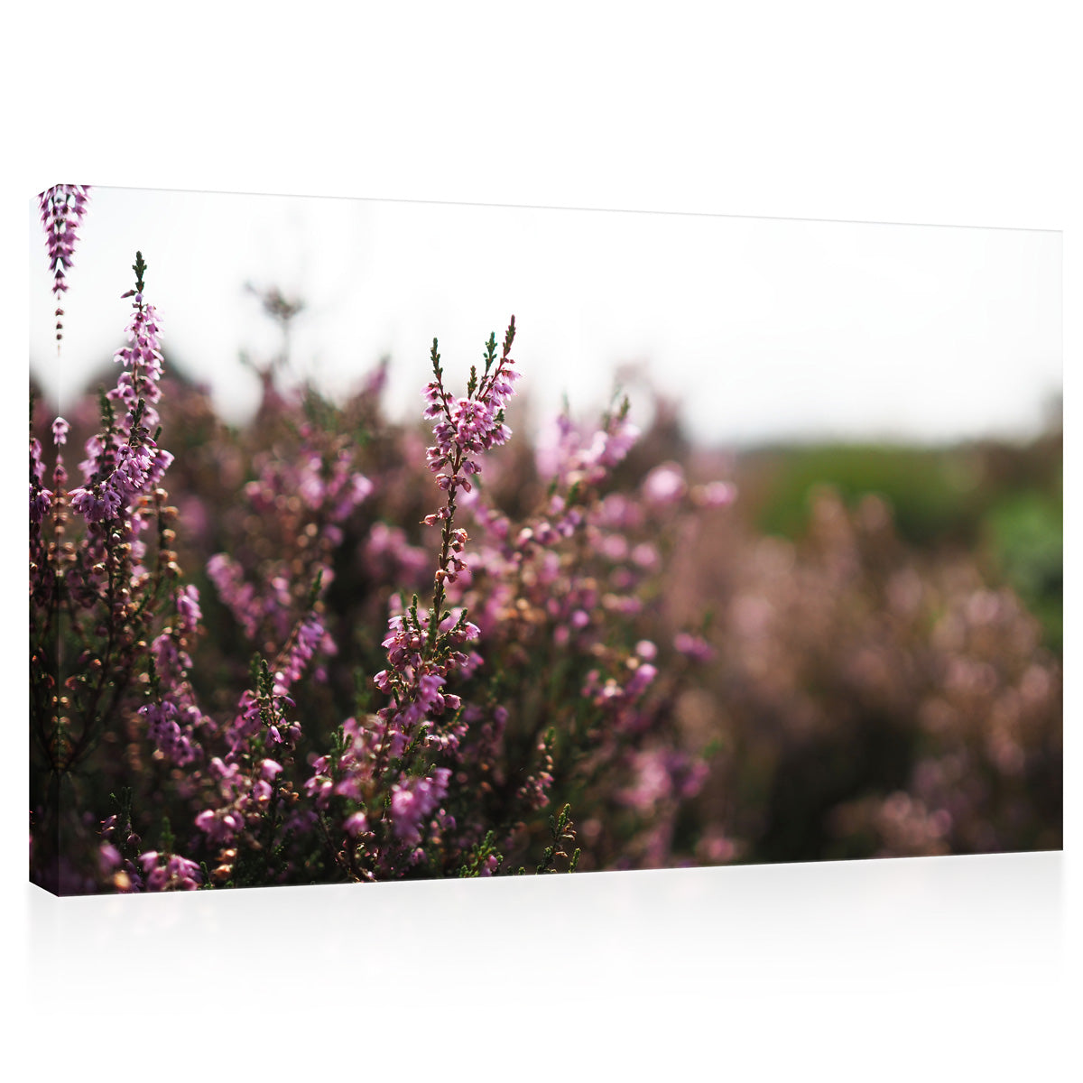 Canvas Print -  Lavender In Natural Park, Netherlands #E0803