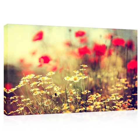 Canvas Print -  Daises At Morning #E0844