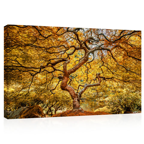 Canvas Print -  Gorgeous Japanese Maple Tree #E1009