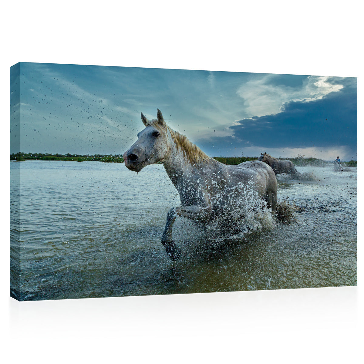 Canvas Print -  White Camargue Horses In Water #E0938