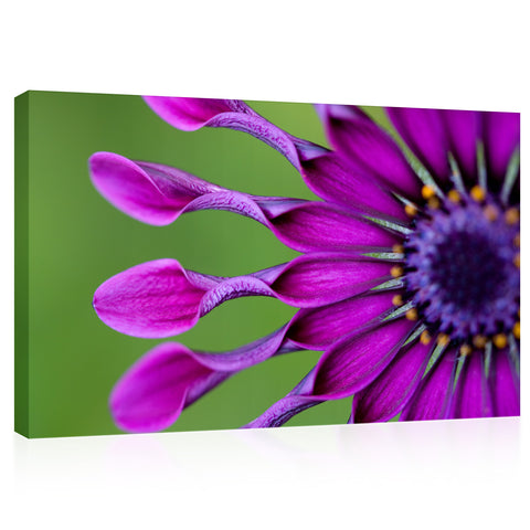 Canvas Print -  Osteospermum Tropical Flower #E0720