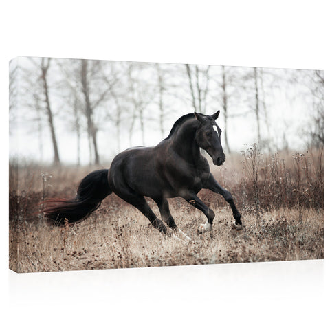 Canvas Print -  Black Horse In Autumn Field #E1012
