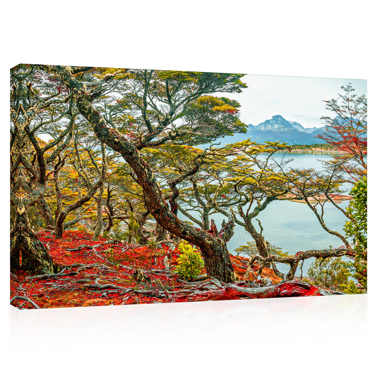 Impression sur toile - Forêt australe magique dans le parc national Tierra Del Fuego #E0967