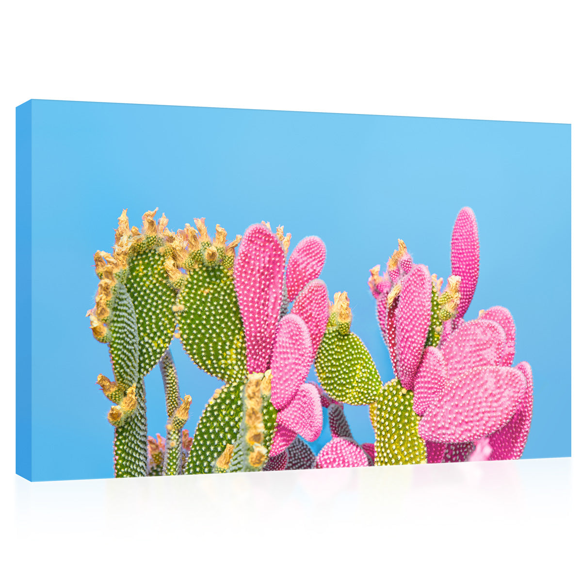 Impression Sur Toile - Cactus Vert Et Rose Sur Fond Bleu #E0810