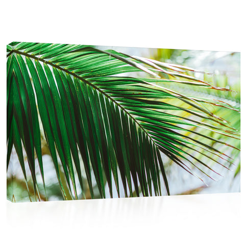 Canvas Print -  Morning Light At Green Palm Branch #E0714