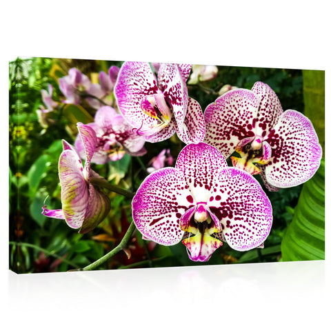 Impression sur toile - Orchidée blanche et violette #E0678