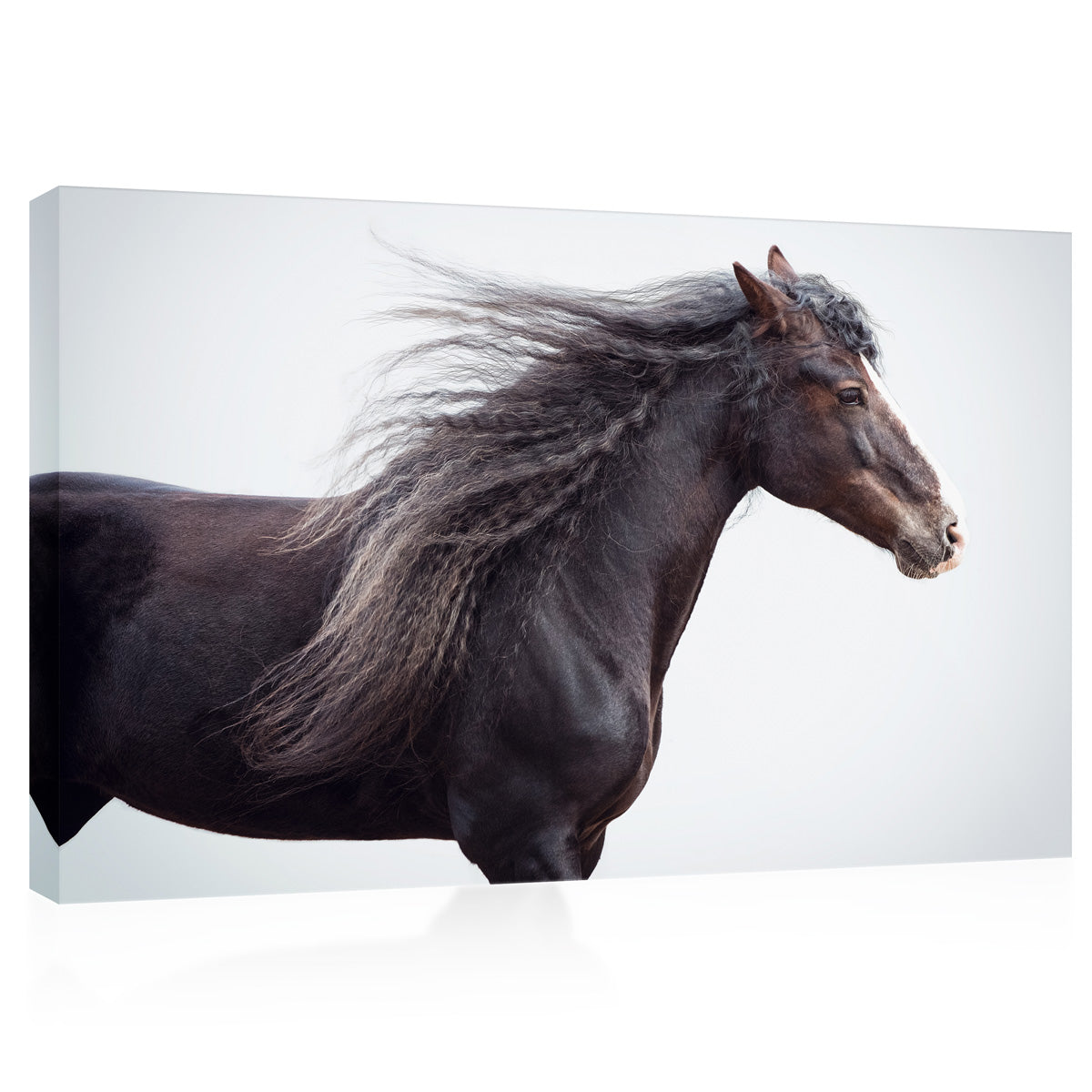 Impression sur toile - Portrait de cheval de trait #E0918