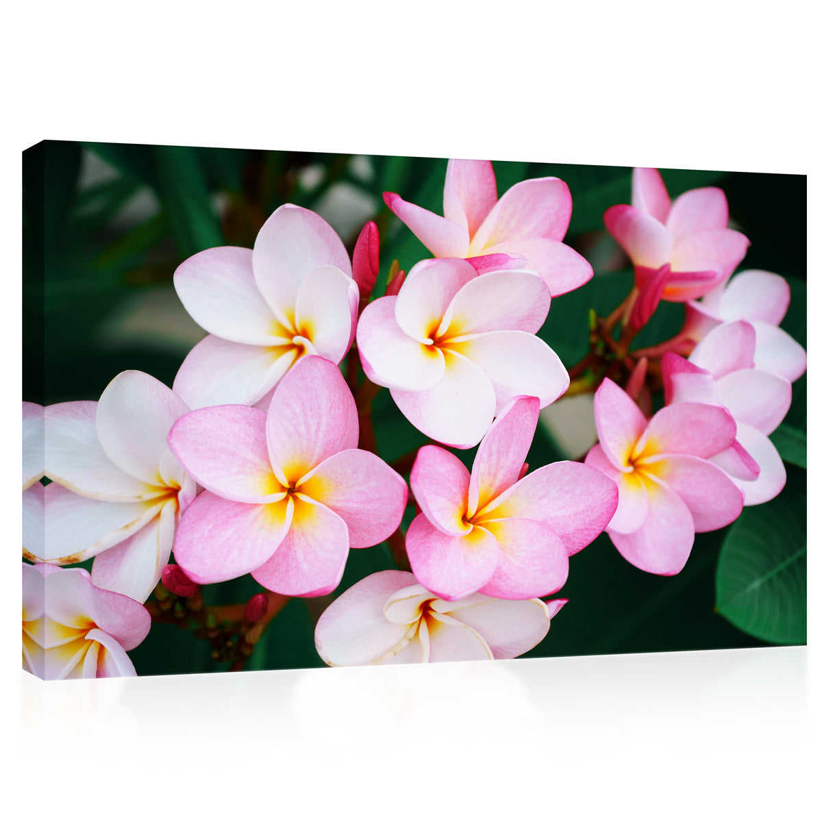 Impression sur toile - Plumeria rose, fleur exotique tropicale #E0640