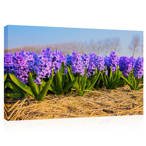 Canvas Print -  Blooming Hyacinths In Spring Forest #E0736