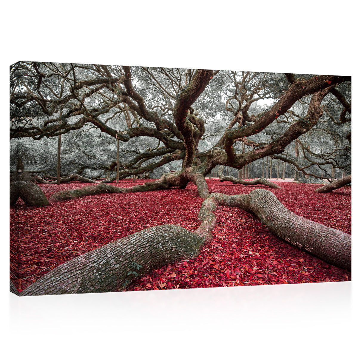 Canvas Print -  Angel Oak In Charleston, South Carolina #E0986