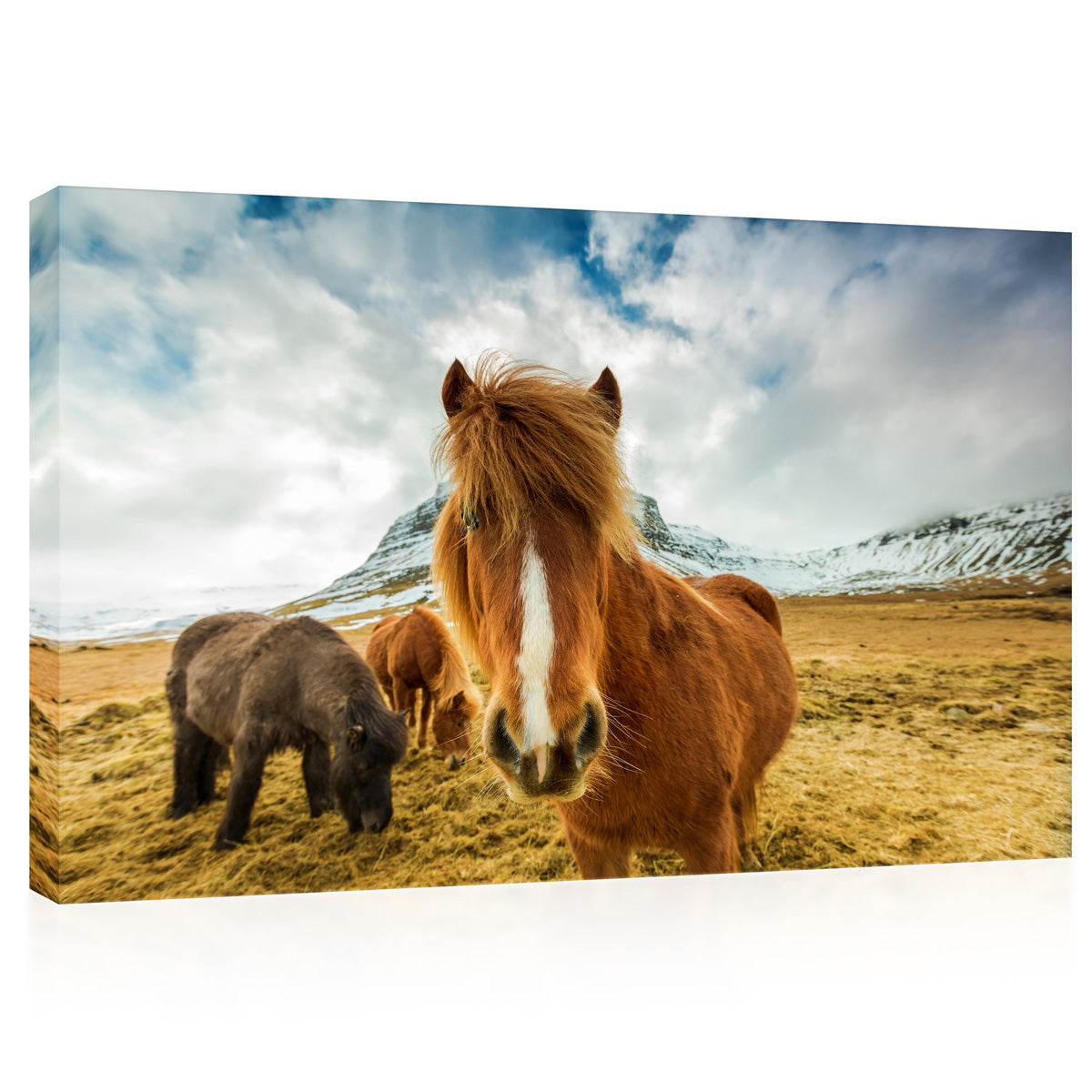 Impression sur toile - Chevaux dans les montagnes, Islande #E0892