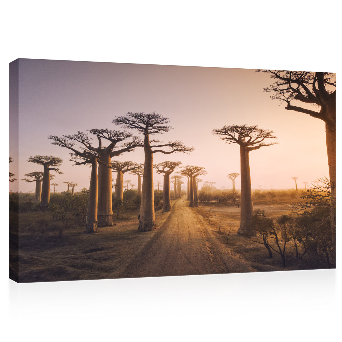 Canvas Print -  Baobab Alley At Sunset #E0993