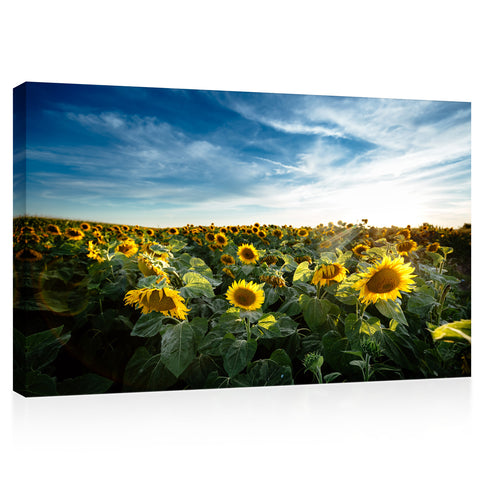 Canvas Print -  Yellow Sunflowers And Blue Sky #E0731