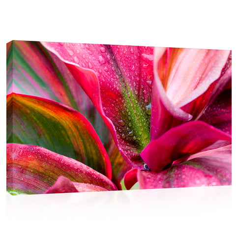 Impression sur toile - Fleur de broméliacées cramoisi #E0670