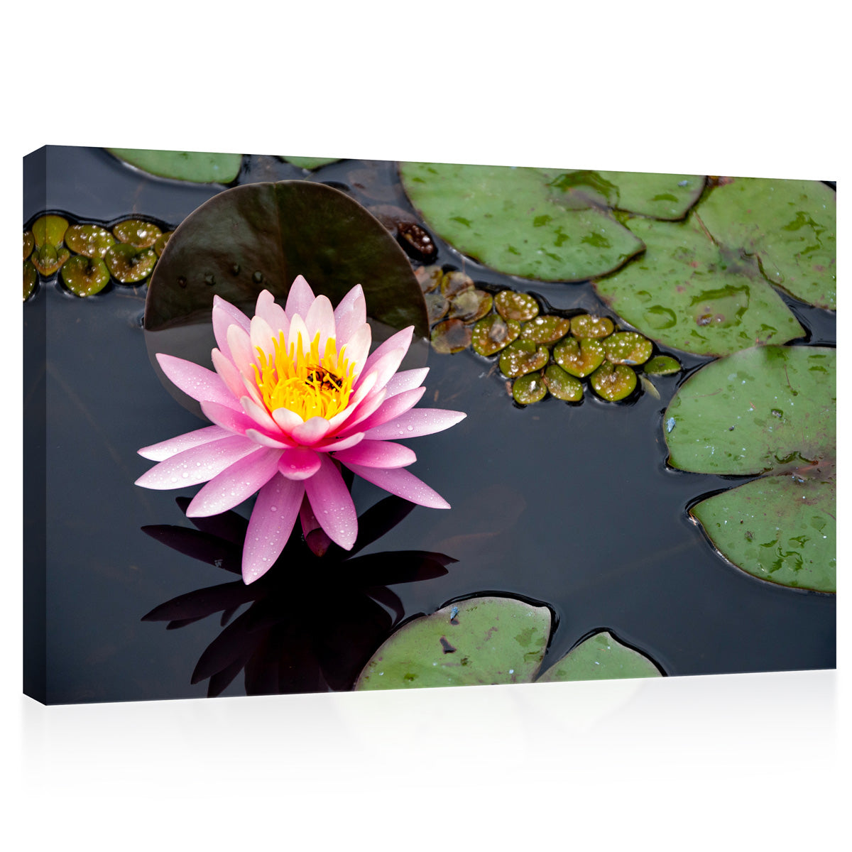 Canvas Print -  Pink Water Lily #E0836