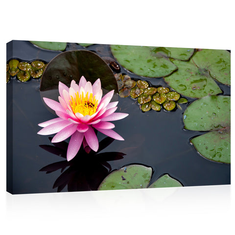 Canvas Print -  Pink Water Lily #E0836