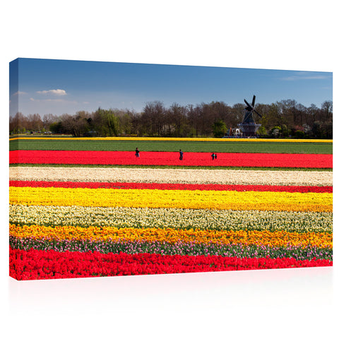 Canvas Print -  Field Of Tulips, Netherlands #E0748