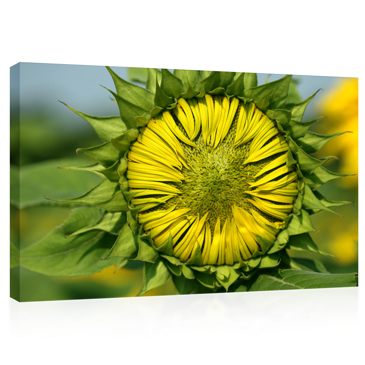 Impression sur toile - Tournesol en fleurs #E0695