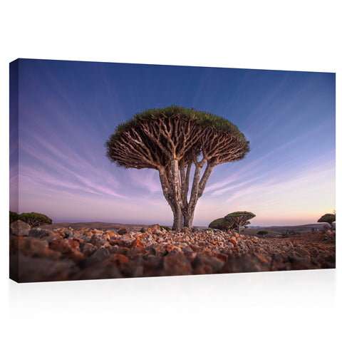 Impression sur toile - Arbre de sang de dragon au lever du soleil #E0963