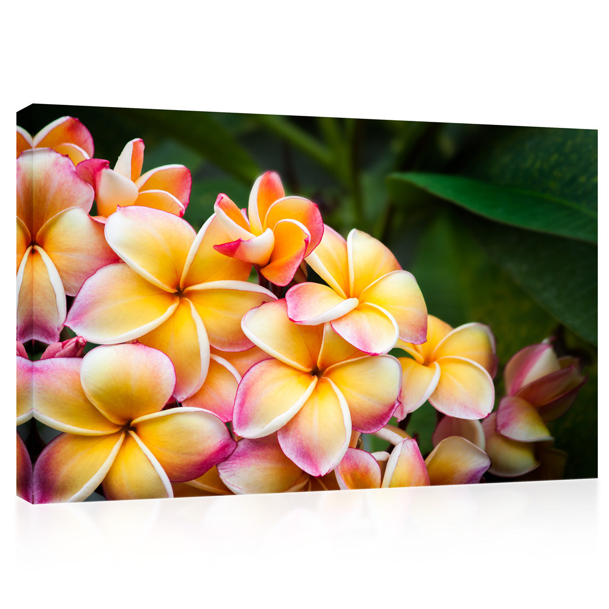 Impression sur toile - Fleurs de frangipanier colorées #E0699