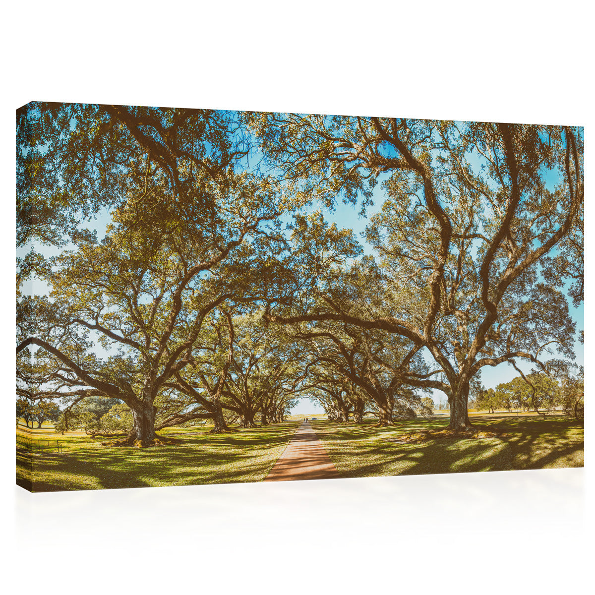 Canvas Print -  Oak Alley Plantation Panoramic View, Louisiana #E0960