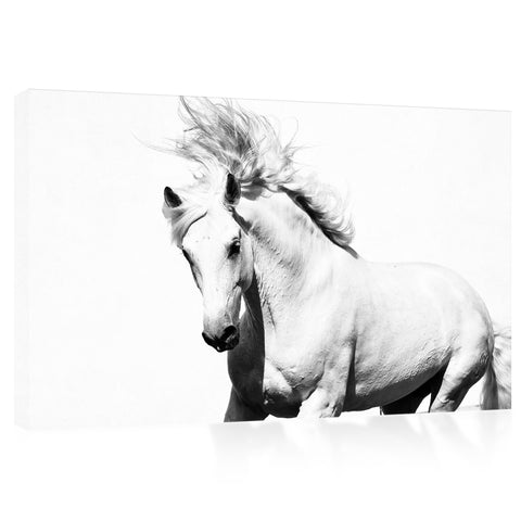 Impression sur toile - Cheval Arabe Blanc #E0911