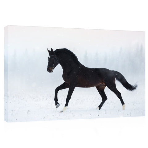 Canvas Print -  Black Hanoverian Stallion In Winter #E1021